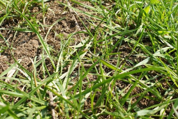 Молодая травка весной