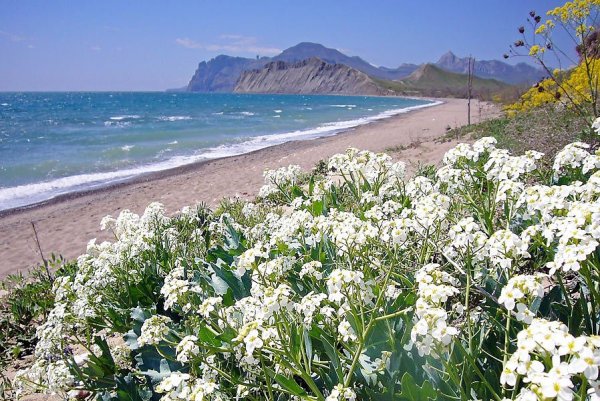 Белые цветы в Крыму