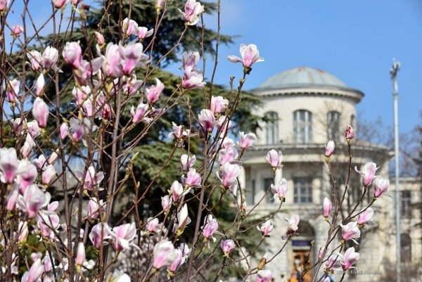 Крым Флора Севастополь