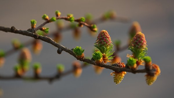 Почки лиственницы
