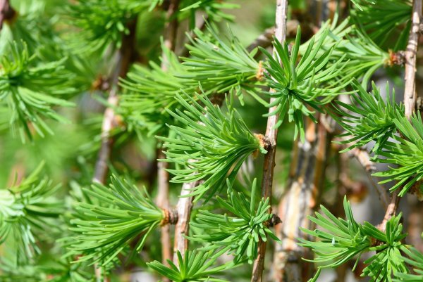 Лиственница европейская Larix decidua