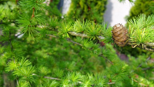 Лиственница Сибирская Larix sibirica