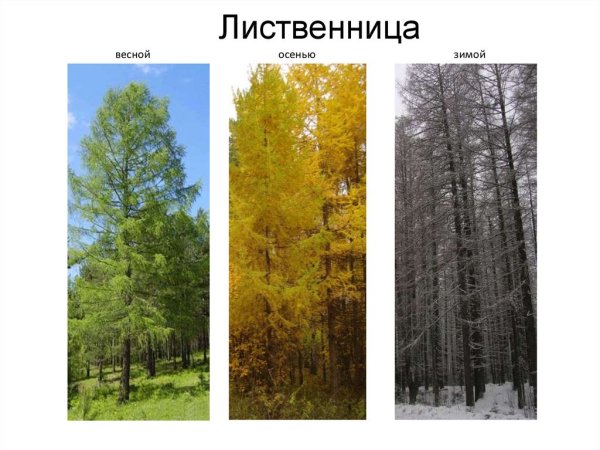 Лиственница Сибирская весной