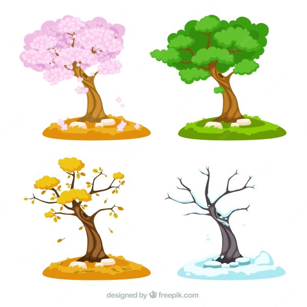 Рисование яблоня с золотыми яблоками в волшебном саду