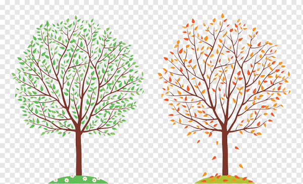 Листик дерева зеленый