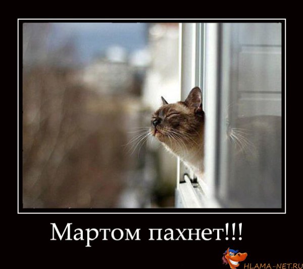 Кошки и цветы