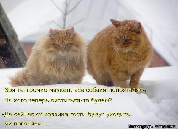 Кот на ветке дерева