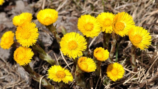 Мать и мачеха цветок