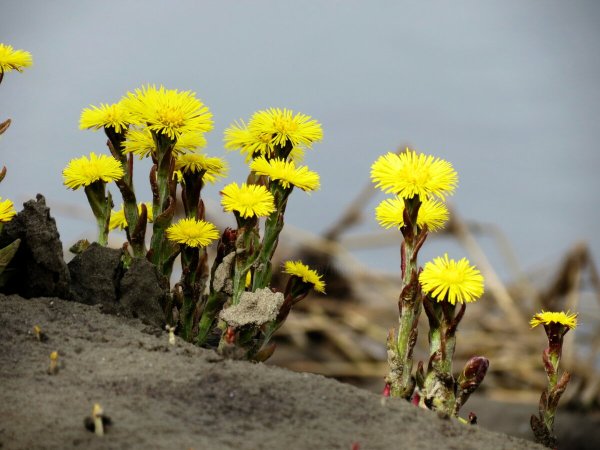 Мать и мачеха цветок