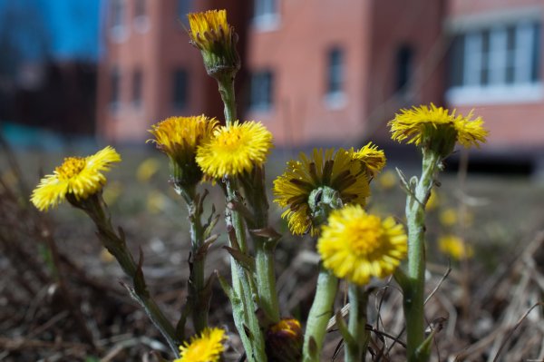 Цветы первоцветы мать и мачеха