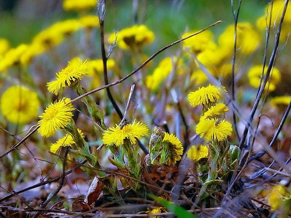 Весенние цветы мать и мачеха
