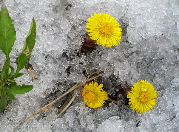 Первоцветы мать-и-мачеха