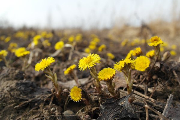 Весна и весенние цветы мать и мачеха