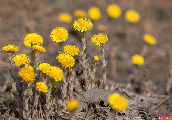 Мать-и-мачеха Tussilágo Fárfara l.,