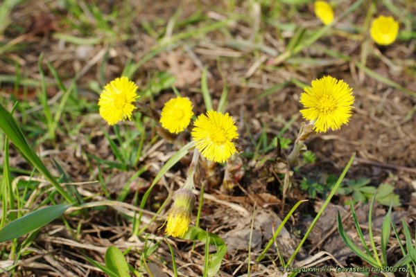 Весенние цветы мать и мачеха