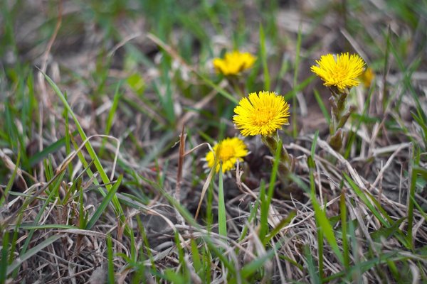 Мать-и-мачеха (1 кг)