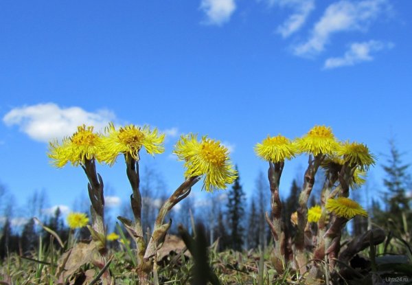 Цветы первоцветы мать и мачеха