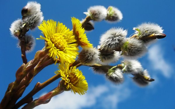 Желтые цветы мать и мачеха