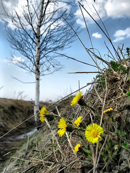 Первоцвет мать и мачеха ранней весной