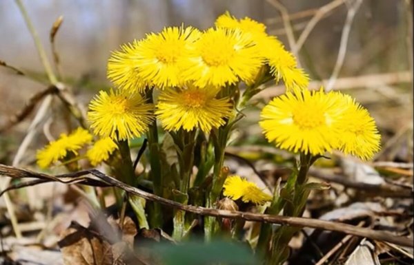 Первоцветы мать-и-мачеха