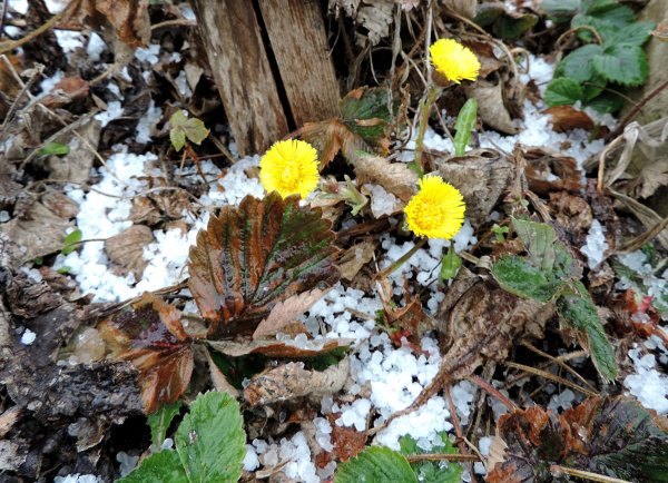 Мать и мачеха весной