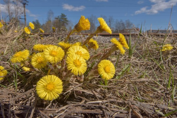 Поляны цветущей мать и мачехи