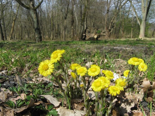 Одуванчик мать-и-мачеха. Первоцвета