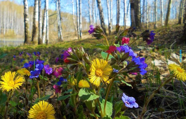 Мать и мачеха цветок