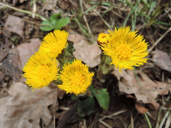 Мать и мачеха в Якутии