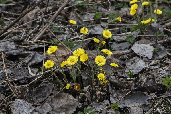 Полянка цветет мать- мачеха
