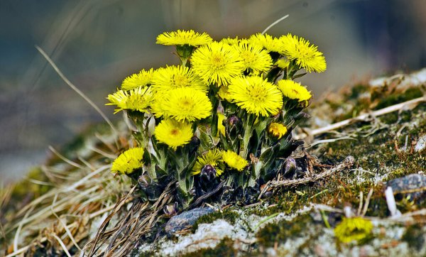 Тюльпан, мать и мачеха, Ромашка