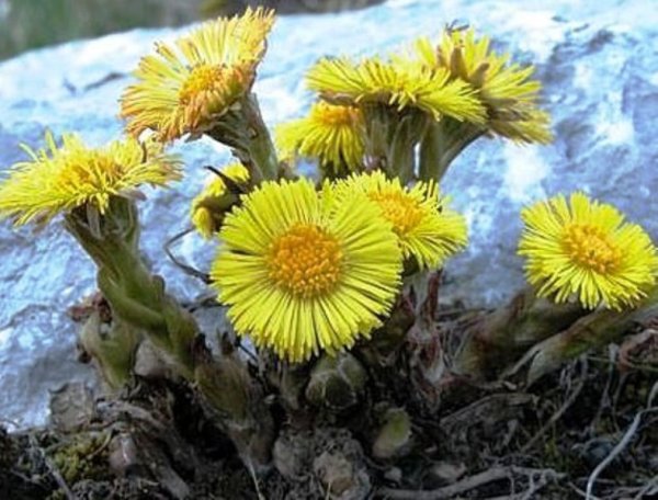 Мати й мачуха