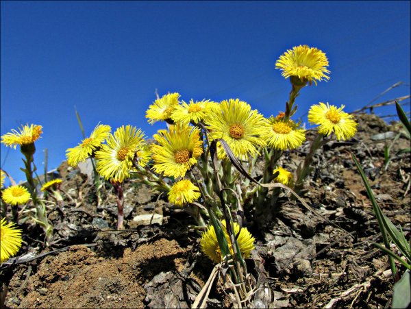 Мать-и-мачеха и одуванчик