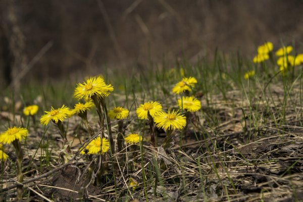 Мать и мачеха макро