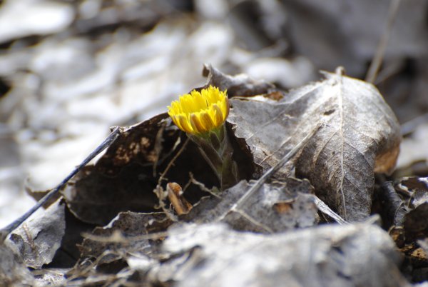 Весенние первоцветы мать и мачеха
