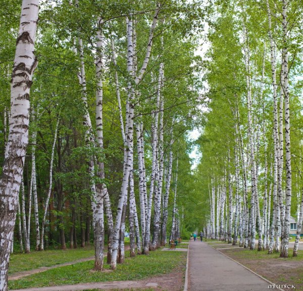 Юбилейная 112 Березники