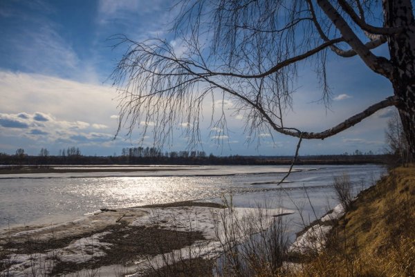 Кустарники Рязанской области