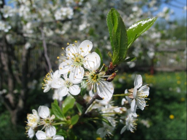 Красота весны в России