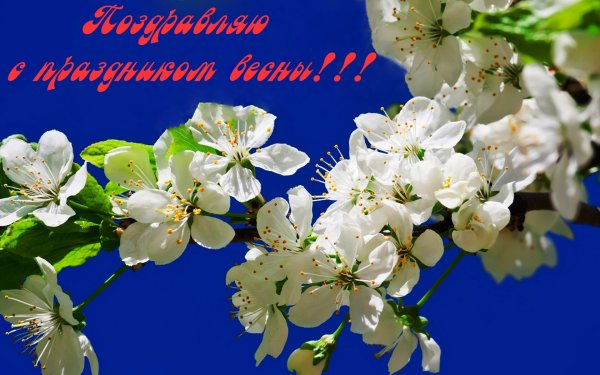 С праздником весны картинки