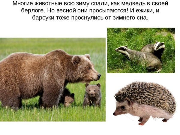 Звери просыпаются весной