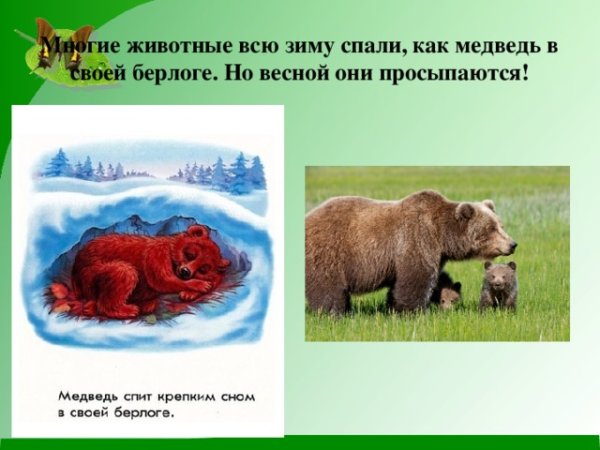 Звери просыпаются весной