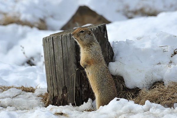 Звери после зимней спячки