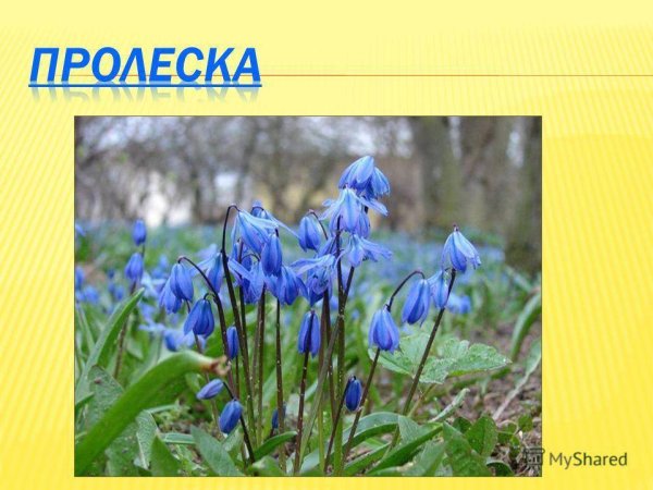 Название весенних цветов