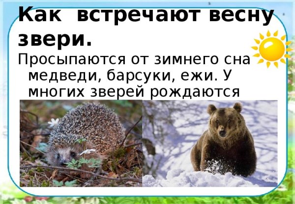 Бурундук впадает в спячку