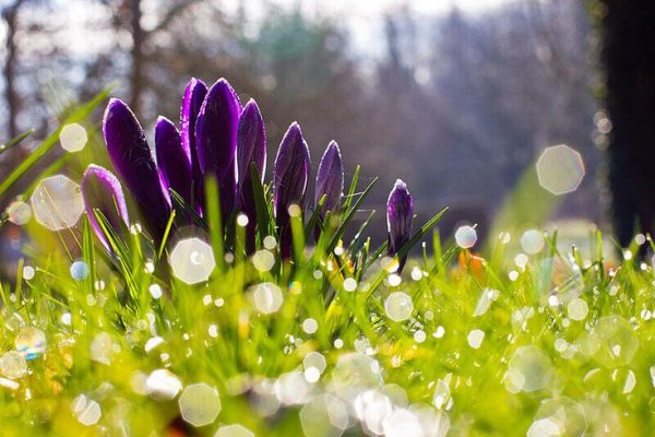 Утро Весна цветы