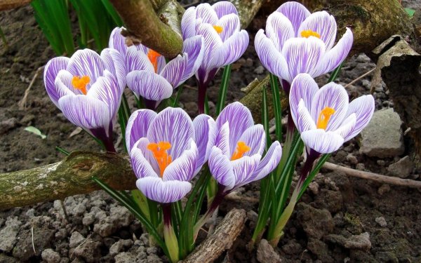 Крокус Шафран весенний
