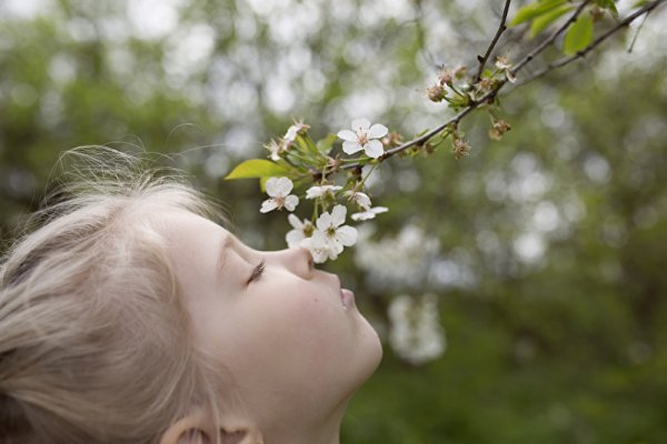 Подснежники под снегом