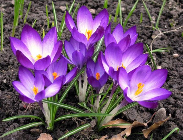 Подснежник узколистный