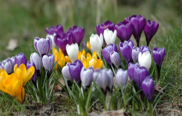Крокусы и примула