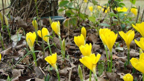 Веркольские первоцветы